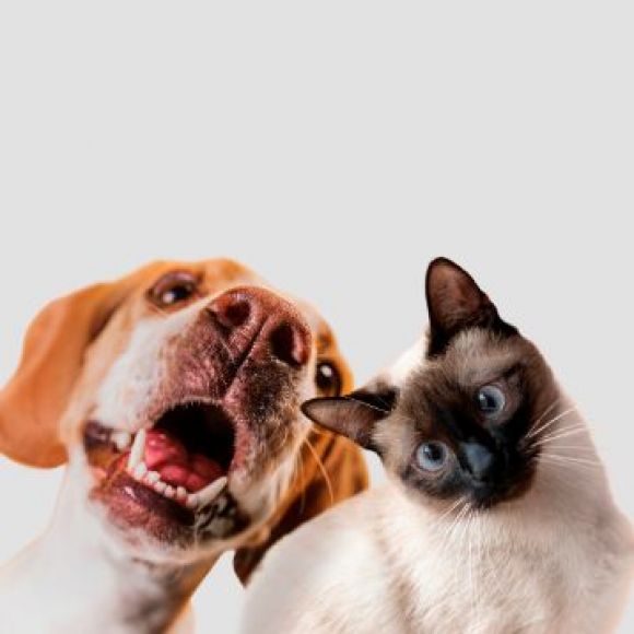 Tem um c&atilde;o e precisa de tratar de licen&ccedil;as ou registo?
